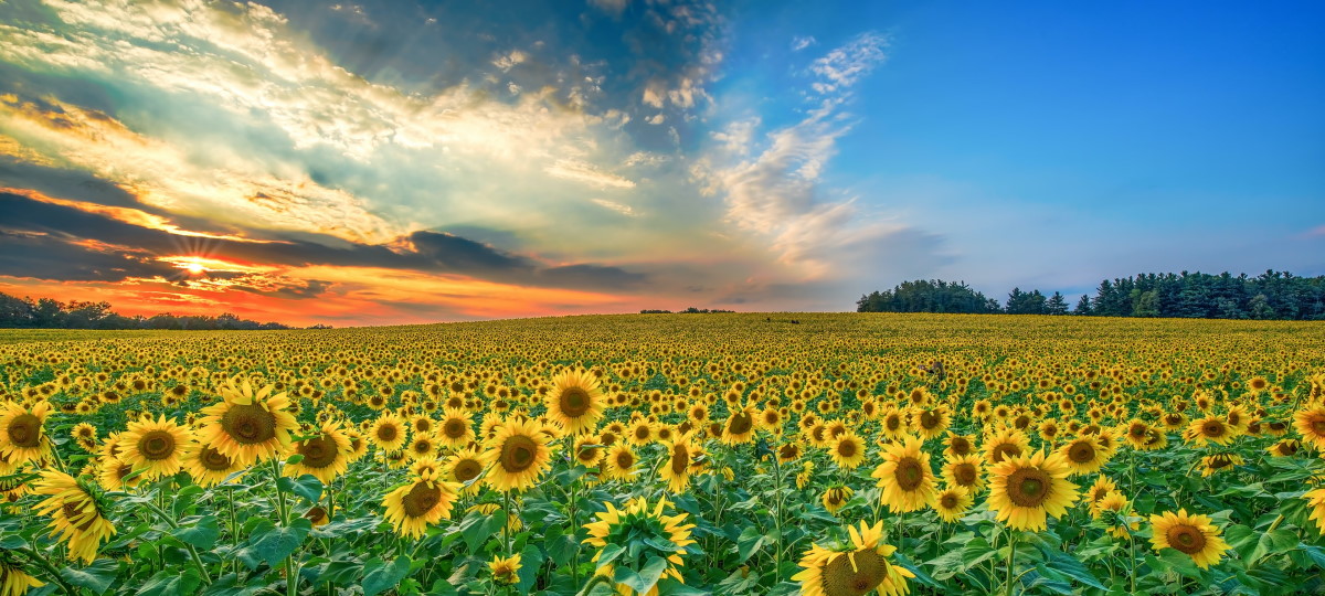 jeb-buchman-NjrjrdJE8As-unsplash (1)