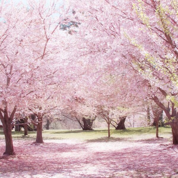 socialsquares_summerpinks08-1