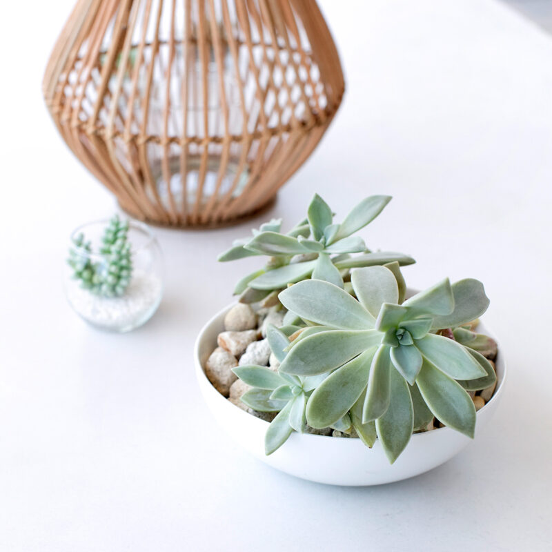 Styled Stock Photos for Instagram and Social Media, Flatlays, Social Squares from the SC Stockshop